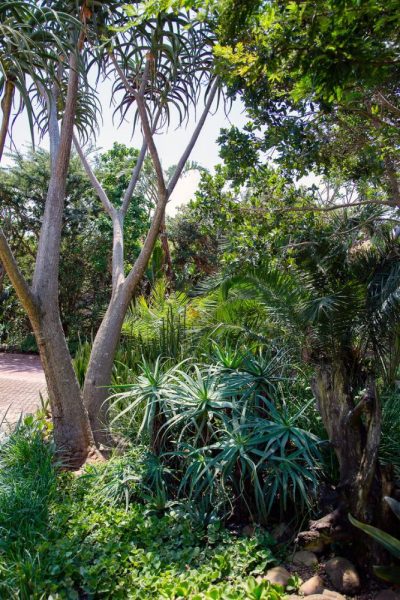 Garden Services Ballito - Landscaping | Paving | Irrigation. Eco Balance Landscapes excels at indigenous horticulture design and maintenance.