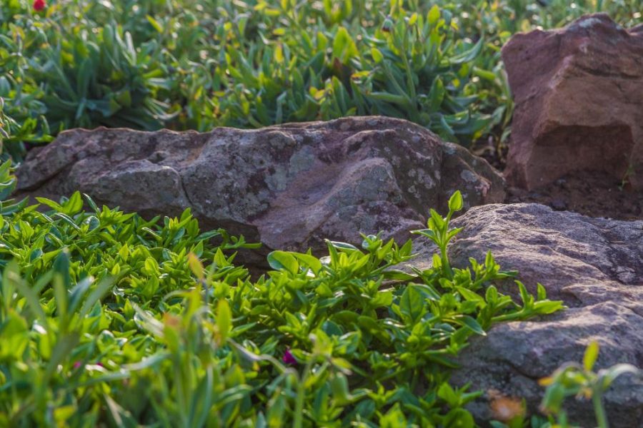 Garden Services Ballito - Landscaping | Paving | Irrigation. Eco Balance Landscapes excels at indigenous horticulture design and maintenance.
