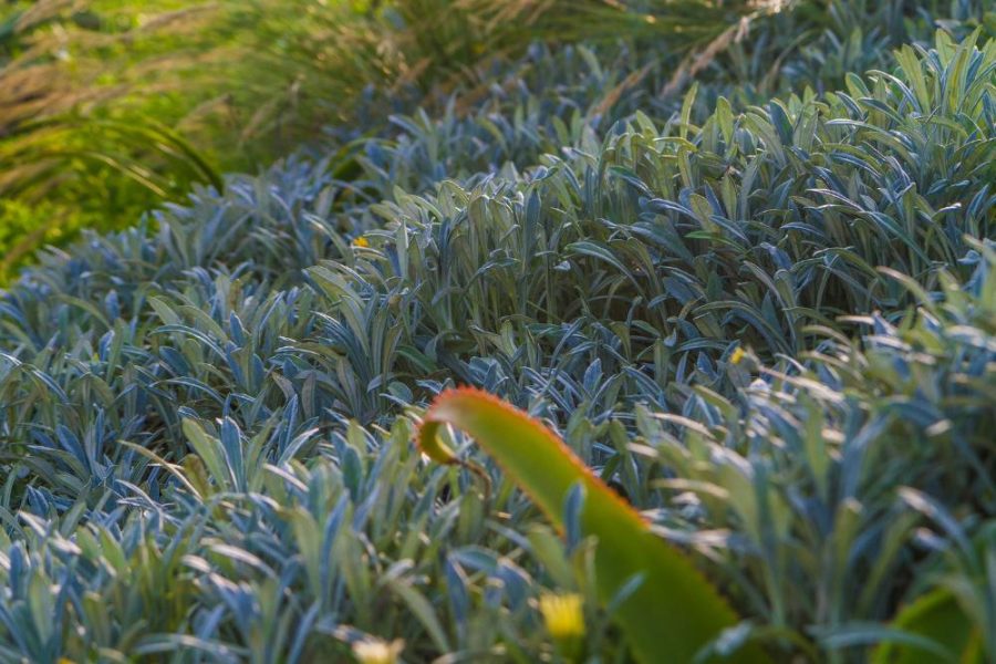 Garden Services Ballito - Landscaping | Paving | Irrigation. Eco Balance Landscapes excels at indigenous horticulture design and maintenance.