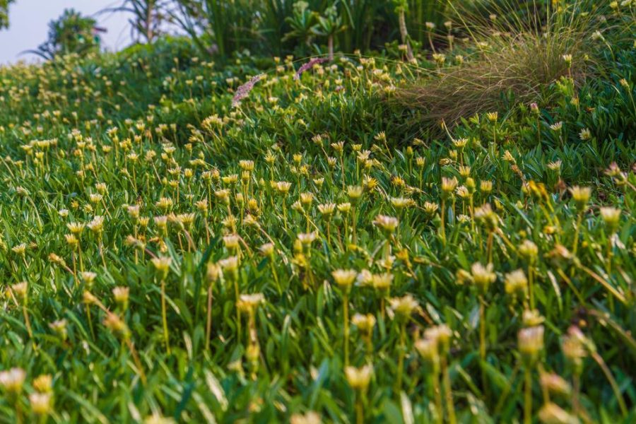 Garden Services Ballito - Landscaping | Paving | Irrigation. Eco Balance Landscapes excels at indigenous horticulture design and maintenance.