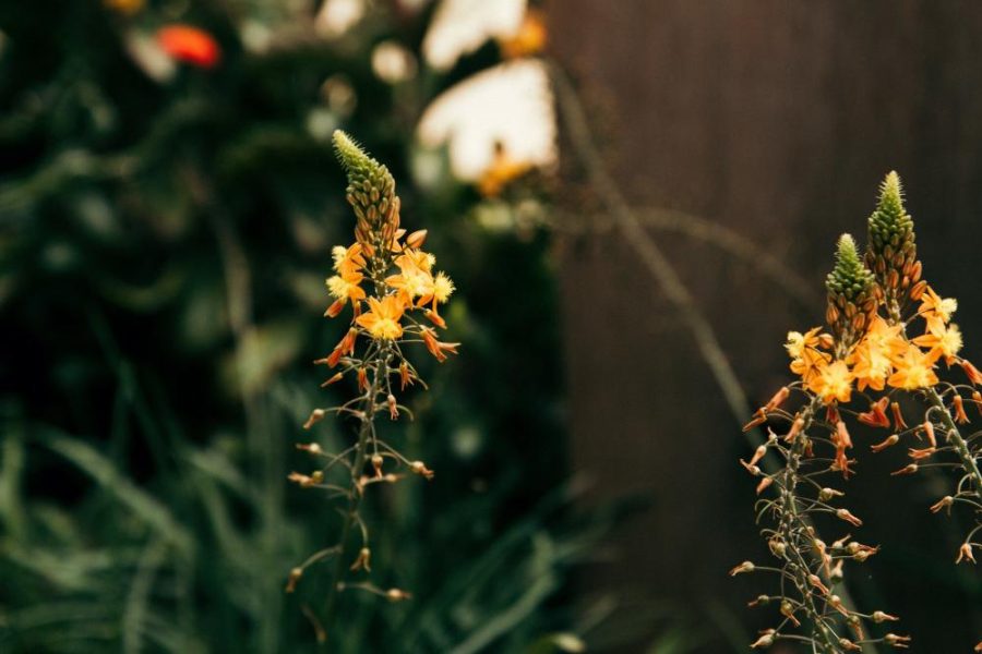Garden Services Ballito - Landscaping | Paving | Irrigation. Eco Balance Landscapes excels at indigenous horticulture design and maintenance.