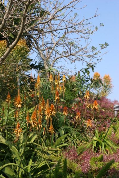 Garden Services Ballito - Landscaping | Paving | Irrigation. Eco Balance Landscapes excels at indigenous horticulture design and maintenance.
