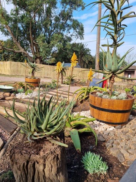 Garden Services Ballito - Landscaping | Paving | Irrigation. Eco Balance Landscapes excels at indigenous horticulture design and maintenance.