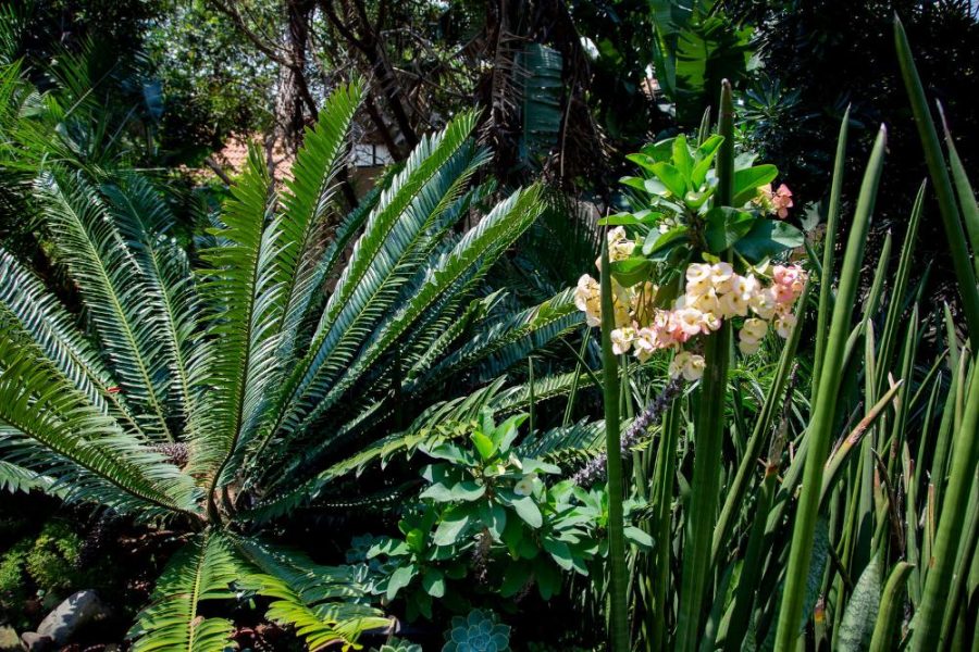 Garden Services Ballito - Landscaping | Paving | Irrigation. Eco Balance Landscapes excels at indigenous horticulture design and maintenance.