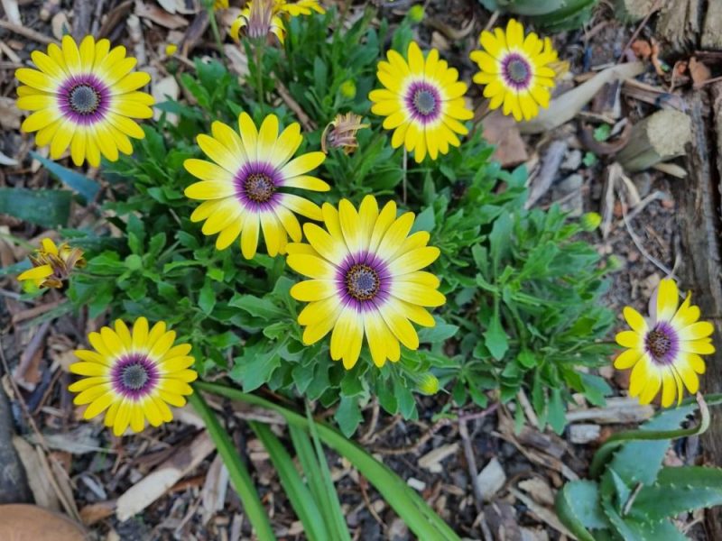 Garden Services Ballito - Landscaping | Paving | Irrigation. Eco Balance Landscapes excels at indigenous horticulture design and maintenance.