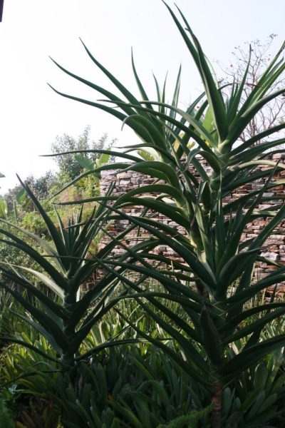 Garden Services Ballito - Landscaping | Paving | Irrigation. Eco Balance Landscapes excels at indigenous horticulture design and maintenance.