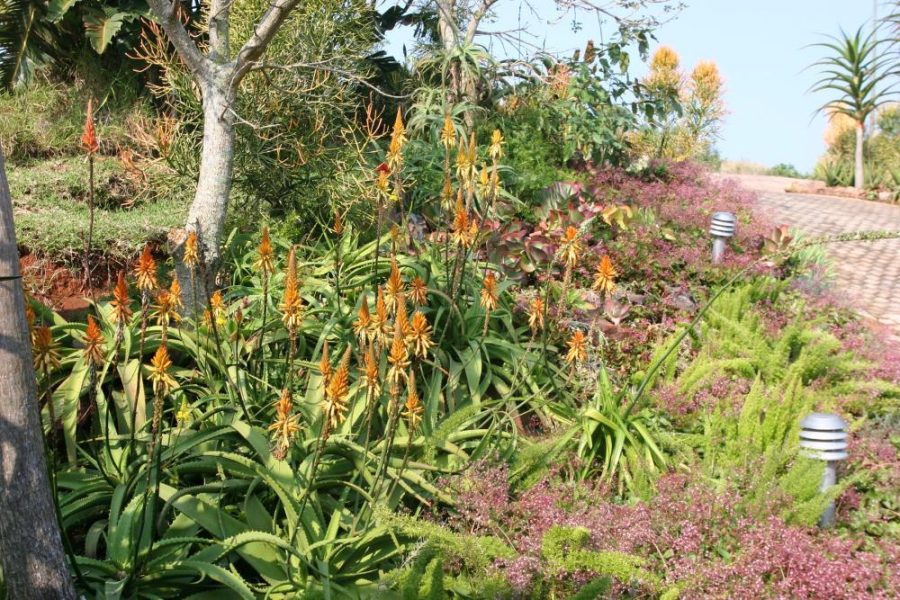Garden Services Ballito - Landscaping | Paving | Irrigation. Eco Balance Landscapes excels at indigenous horticulture design and maintenance.