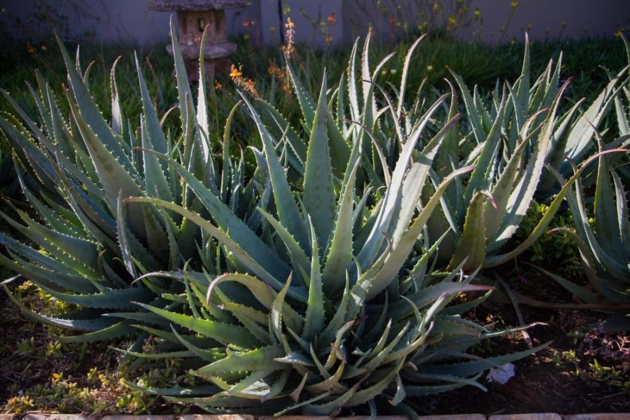 Garden Services Ballito - Landscaping | Paving | Irrigation. Eco Balance Landscapes excels at indigenous horticulture design and maintenance.
