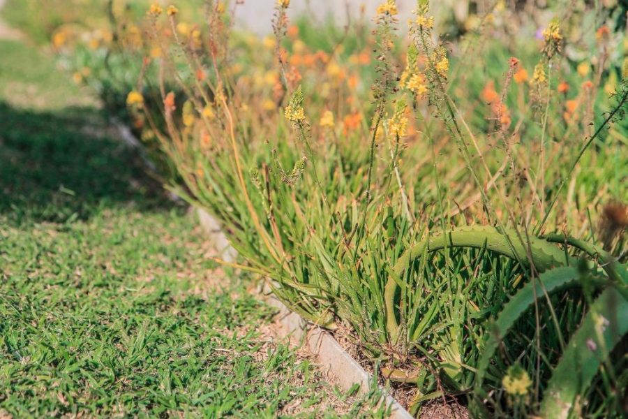 Garden Services Ballito - Landscaping | Paving | Irrigation. Eco Balance Landscapes excels at indigenous horticulture design and maintenance.