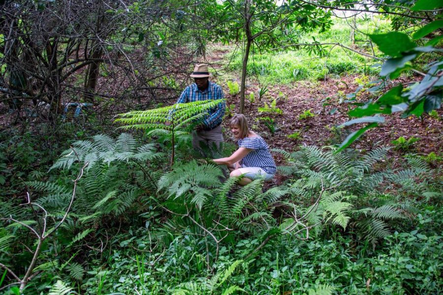 Garden Services Ballito - Landscaping | Paving | Irrigation. Eco Balance Landscapes excels at indigenous horticulture design and maintenance.