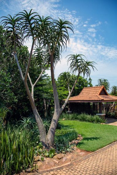 Garden Services Ballito - Landscaping | Paving | Irrigation. Eco Balance Landscapes excels at indigenous horticulture design and maintenance.