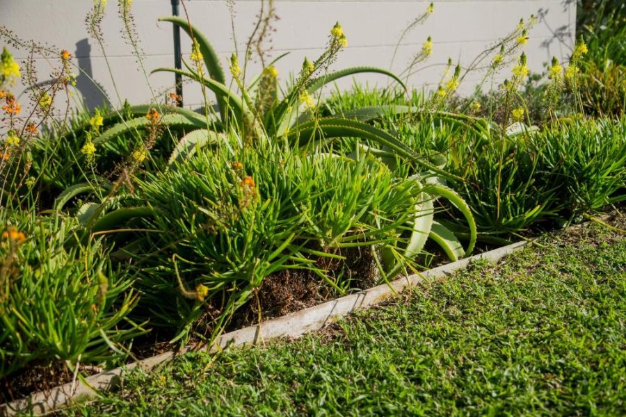 Garden Services Ballito - Landscaping | Paving | Irrigation. Eco Balance Landscapes excels at indigenous horticulture design and maintenance.