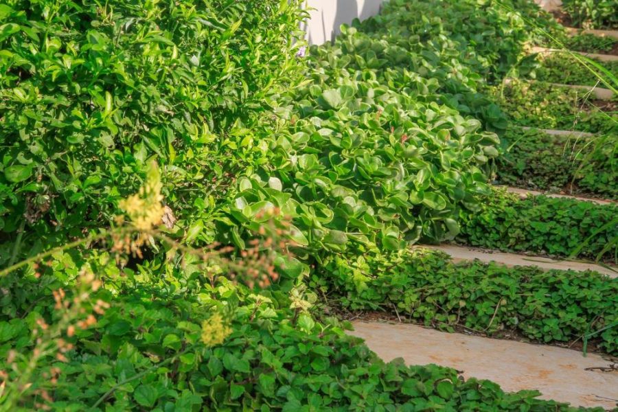 Garden Services Ballito - Landscaping | Paving | Irrigation. Eco Balance Landscapes excels at indigenous horticulture design and maintenance.