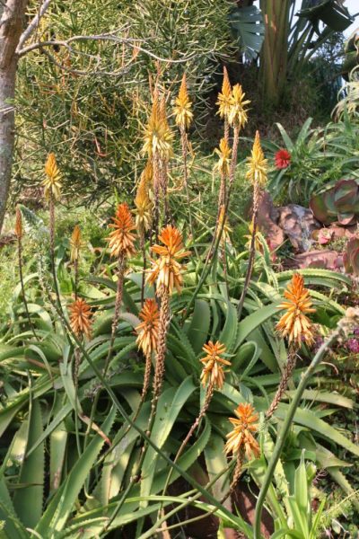 Garden Services Ballito - Landscaping | Paving | Irrigation. Eco Balance Landscapes excels at indigenous horticulture design and maintenance.