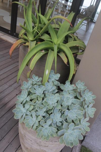 Garden Services Ballito - Landscaping | Paving | Irrigation. Eco Balance Landscapes excels at indigenous horticulture design and maintenance.