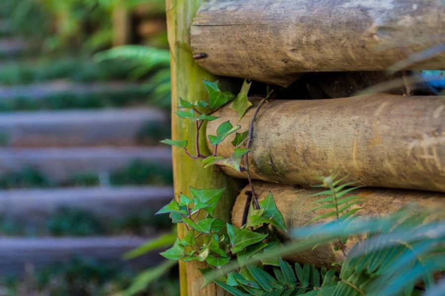 Garden Services Ballito - Landscaping | Paving | Irrigation. Eco Balance Landscapes excels at indigenous horticulture design and maintenance.
