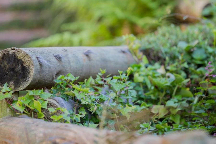 Garden Services Ballito - Landscaping | Paving | Irrigation. Eco Balance Landscapes excels at indigenous horticulture design and maintenance.