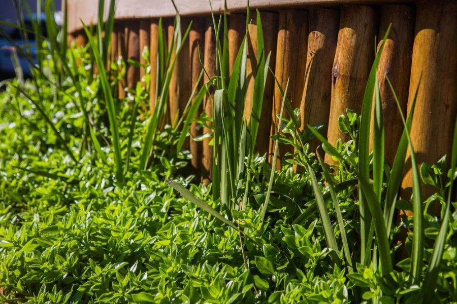 Garden Services Ballito - Landscaping | Paving | Irrigation. Eco Balance Landscapes excels at indigenous horticulture design and maintenance.