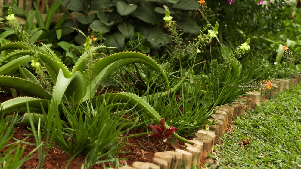 Garden Services Ballito - Landscaping | Paving | Irrigation. Eco Balance Landscapes excels at indigenous horticulture design and maintenance.