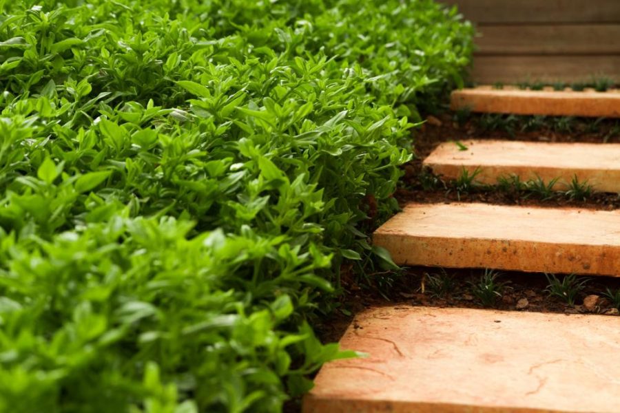 Garden Services Ballito - Landscaping | Paving | Irrigation. Eco Balance Landscapes excels at indigenous horticulture design and maintenance.