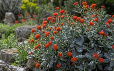 Plant of the month – June