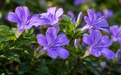 Plant of the Month – July